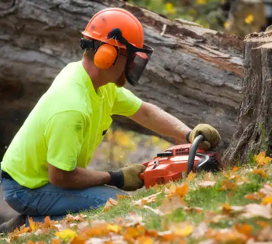 tree services West Canton